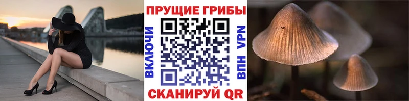 купить наркоту  Каменногорск  Галлюциногенные грибы Psilocybe 